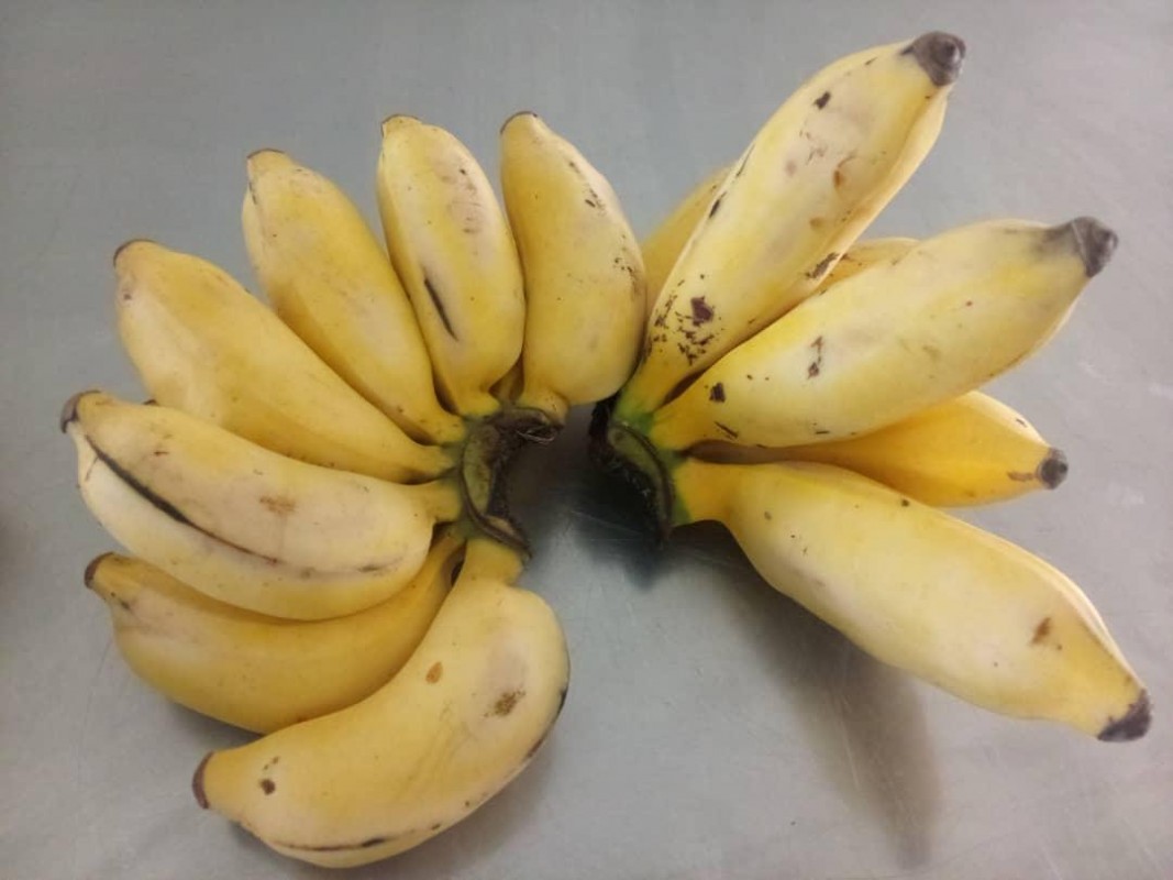 Apple Bananas from Uganda